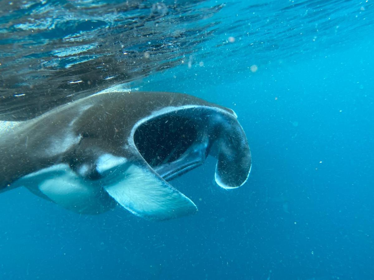 Warahnus Dive Homestay Kri Ngoại thất bức ảnh